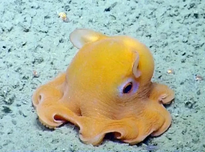 Кальмар Дамбо