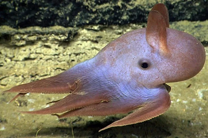 Восьминіг Дамбо