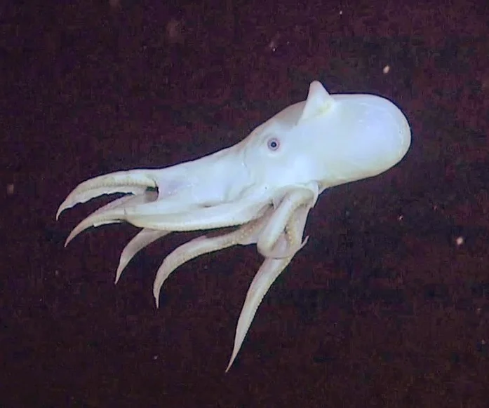 Восьминіг Grimpoteuthis bathynectes