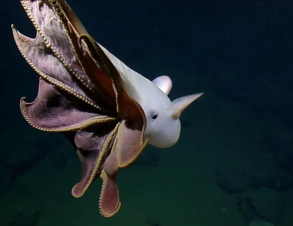 Восьминіг Грімпотевтіс