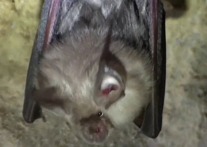 Підковоніс малий (вид зблизька)