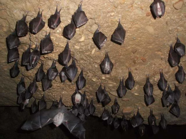 Малі підковоноси у сплячці