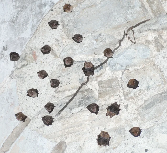 Малі підковоноси у печері