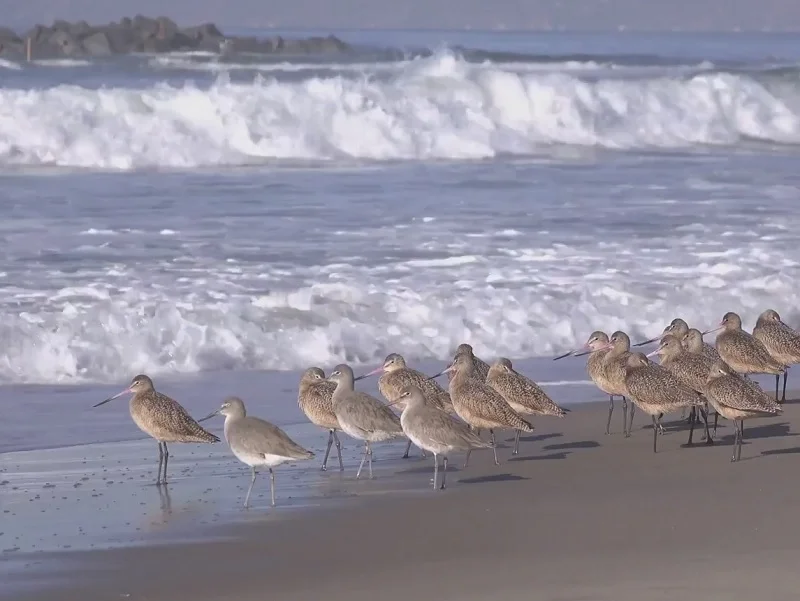 Птахи на узбережжі Жовтого моря