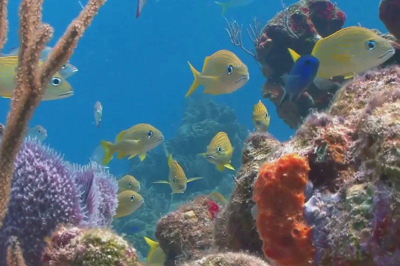 Риби в Жовтому морі