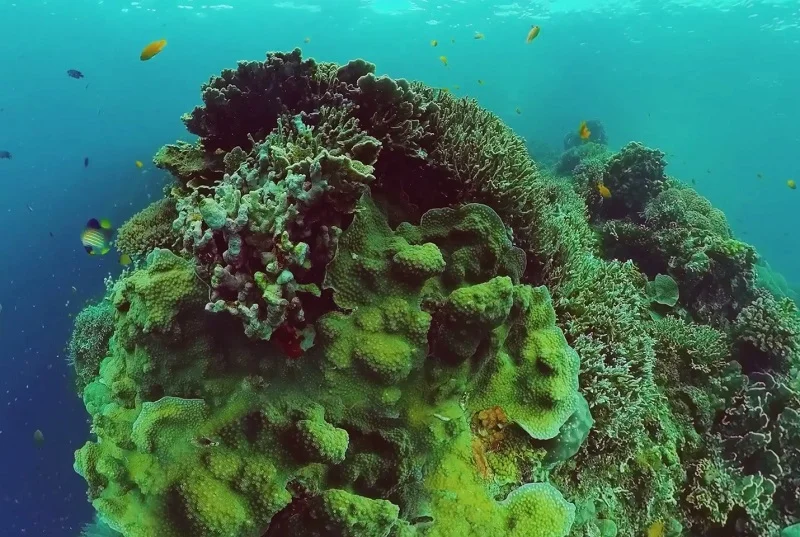 Корали в Жовтому морі