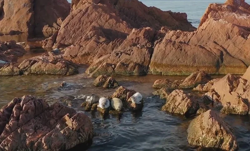 плямисті тюлені в Жовтому морі